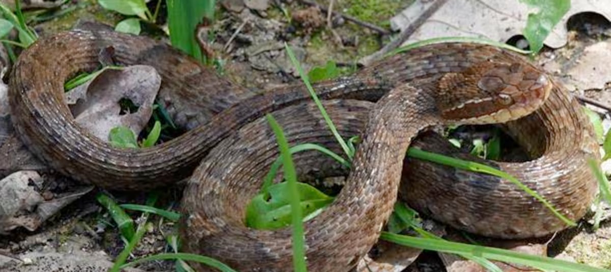 Tras ocho años de estudio genético, Corea del Sur confirmó el hallazgo de dos nuevas especies de víboras endémicas en sus islas periféricas.