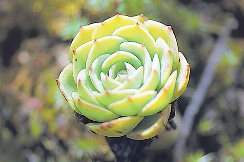 El embrujo del bosque nuboso