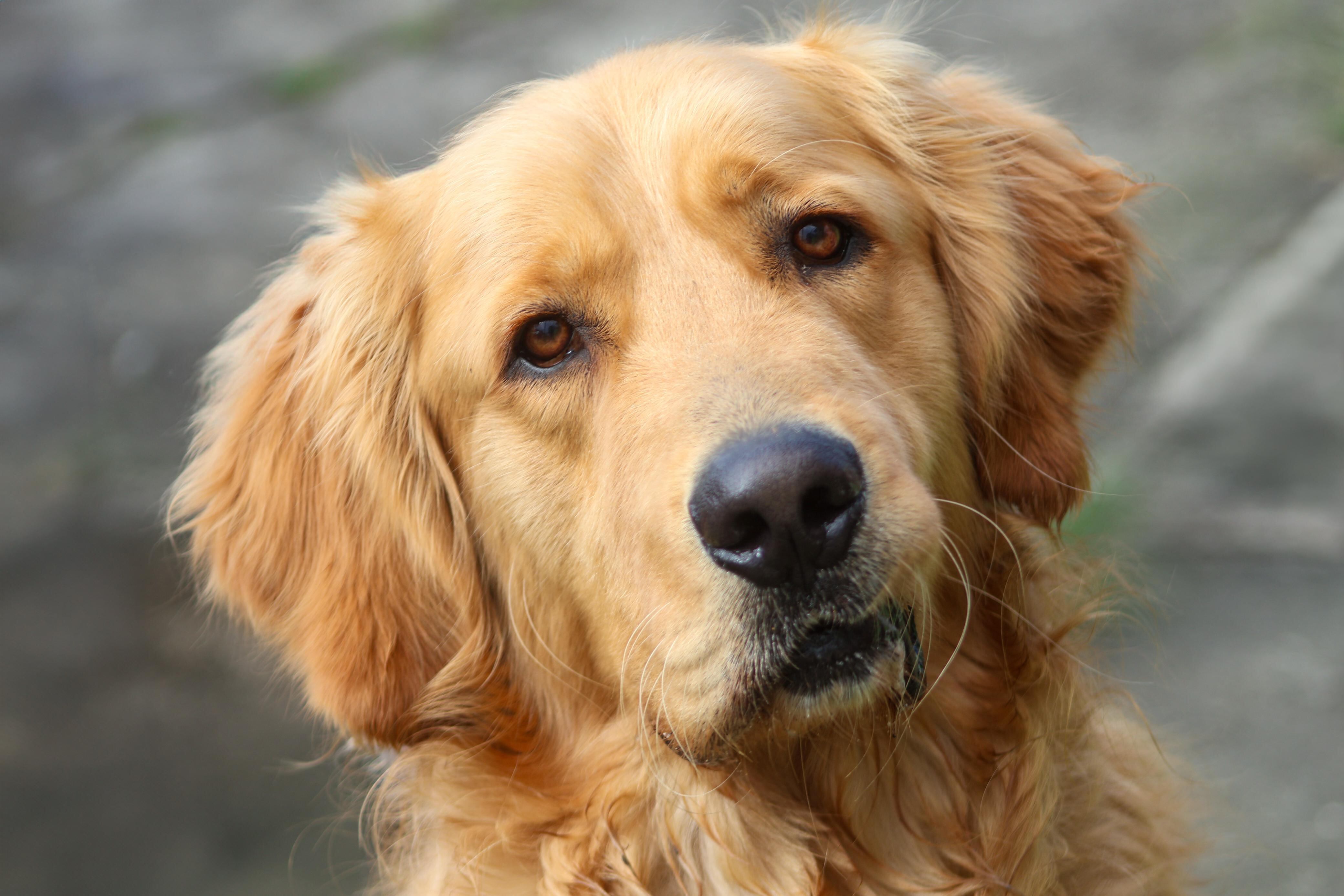 Best, un golden retriever de 2 años y 7 meses, llena de alegría y locuras la casa de Jessica Madriz en Paraíso de Cartago.