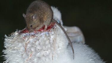 Científicos planean envenenar a un millón de ratones que devoran albatros en la Isla Marion