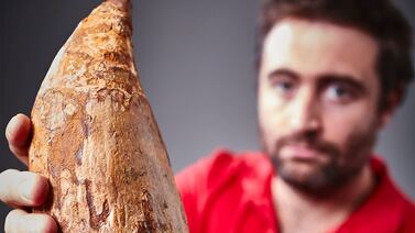 Museo de Australia presenta gigantesco diente de un cachalote prehistórico