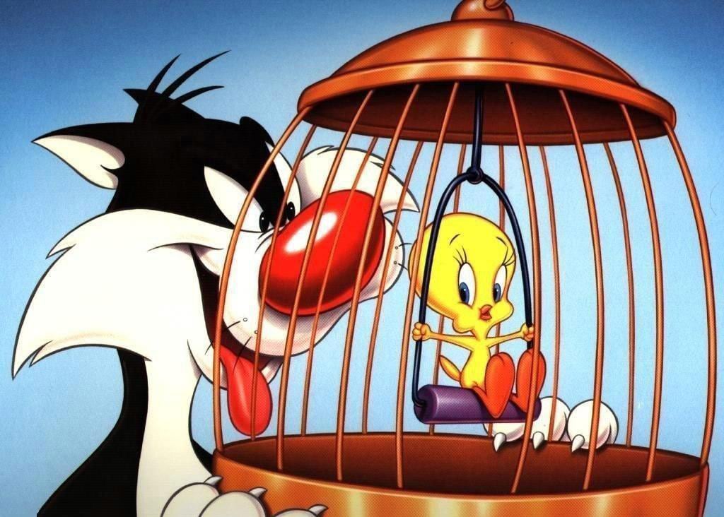 nota de gatos