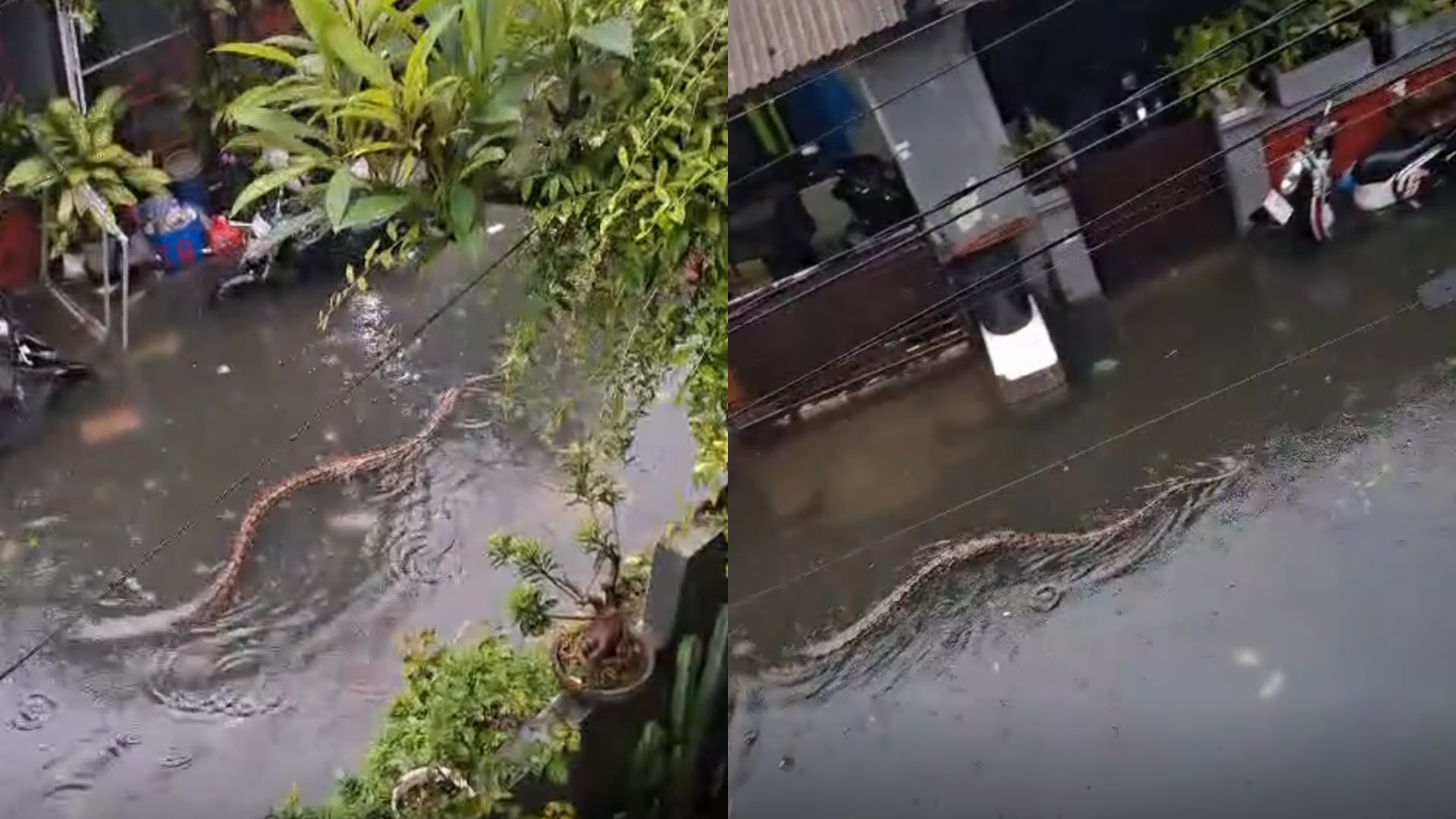 Lluvias intensas en Bali desbordan ríos y dejan calles bajo el agua. Videos muestran pitones nadando entre viviendas y peatones.