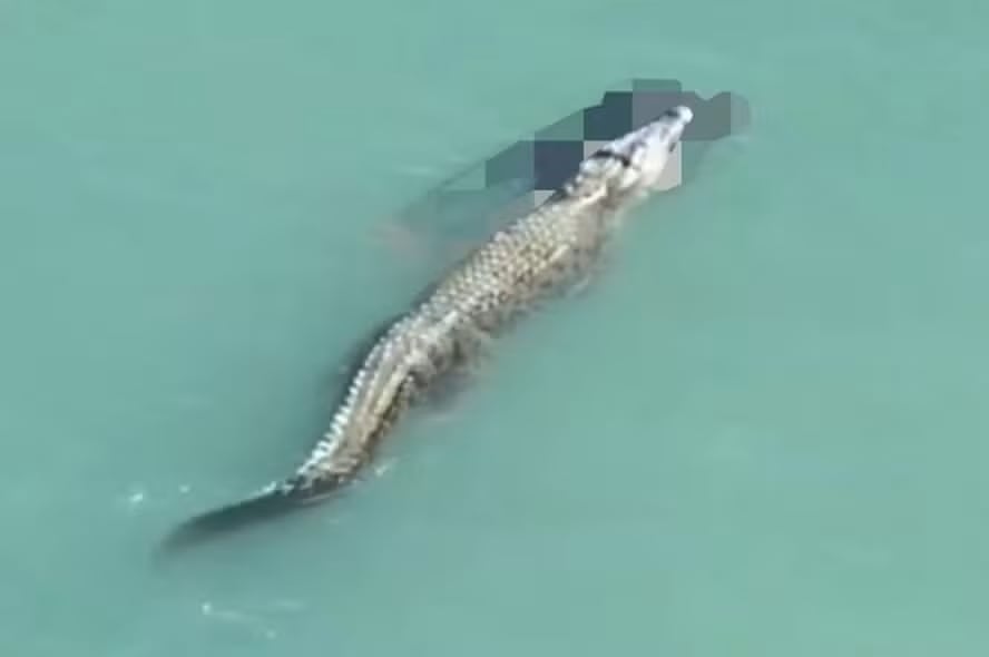 Cocodrilo de agua salada de gran tamaño nada con el cuerpo de un hombre tras ataque en la playa de Talise, Indonesia.