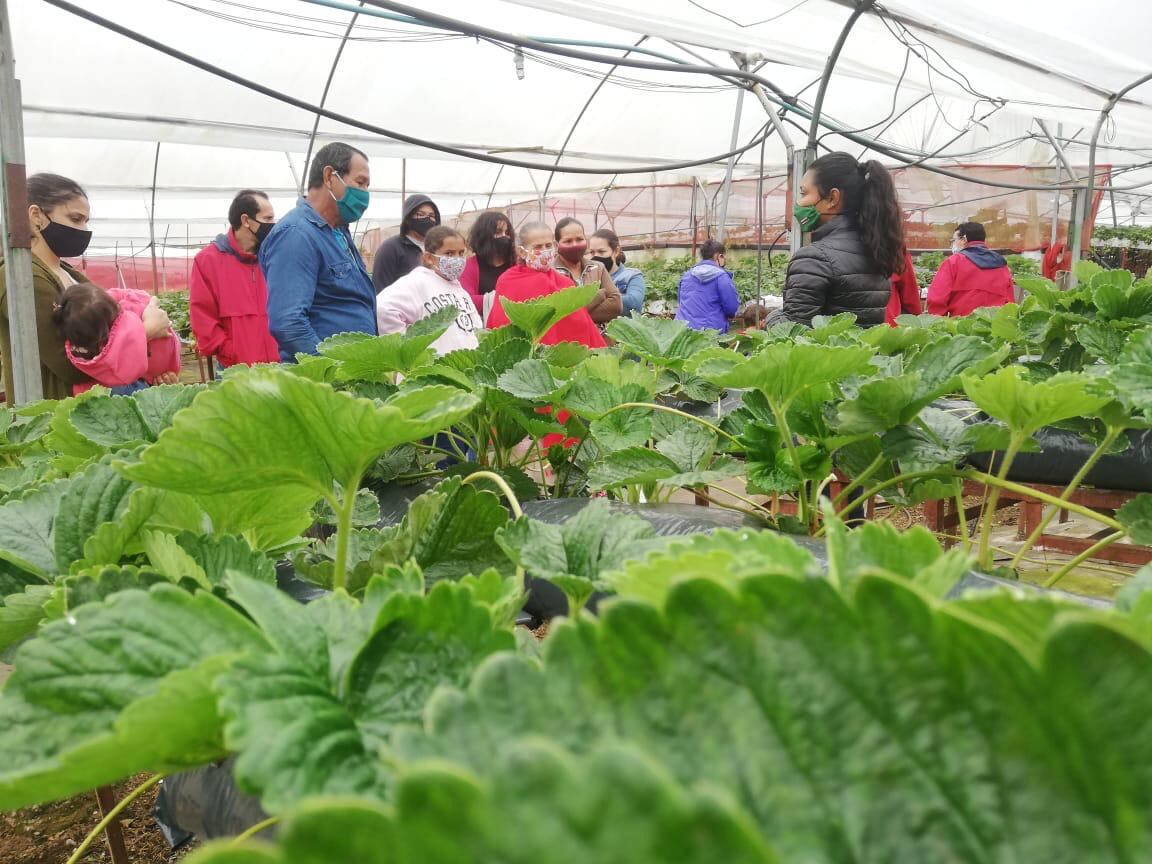 En Poasito de Alajuela existe el primer tour de fresas guiado en Costa Rica y además para el hacer la experiencia más puras tejas es posible montarse en una carreta típica jalada por bueyes. Según el guía de turismo certificado por el ICT, agricultor, turistólogo y propietario y desarrollador de este tour, Eliécer Víquez, el Tour de Fresas permite una experiencia completa a los turistas nacionales o extranjeros