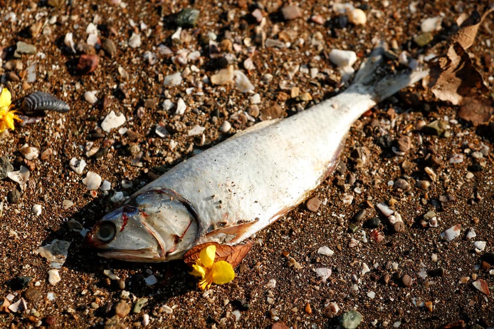 Al amanecer de ayer miércoles, miles de peces anchovetas aparecieron muertos a lo largo de dos kilómetros de playa. | LUIS NAVARRO