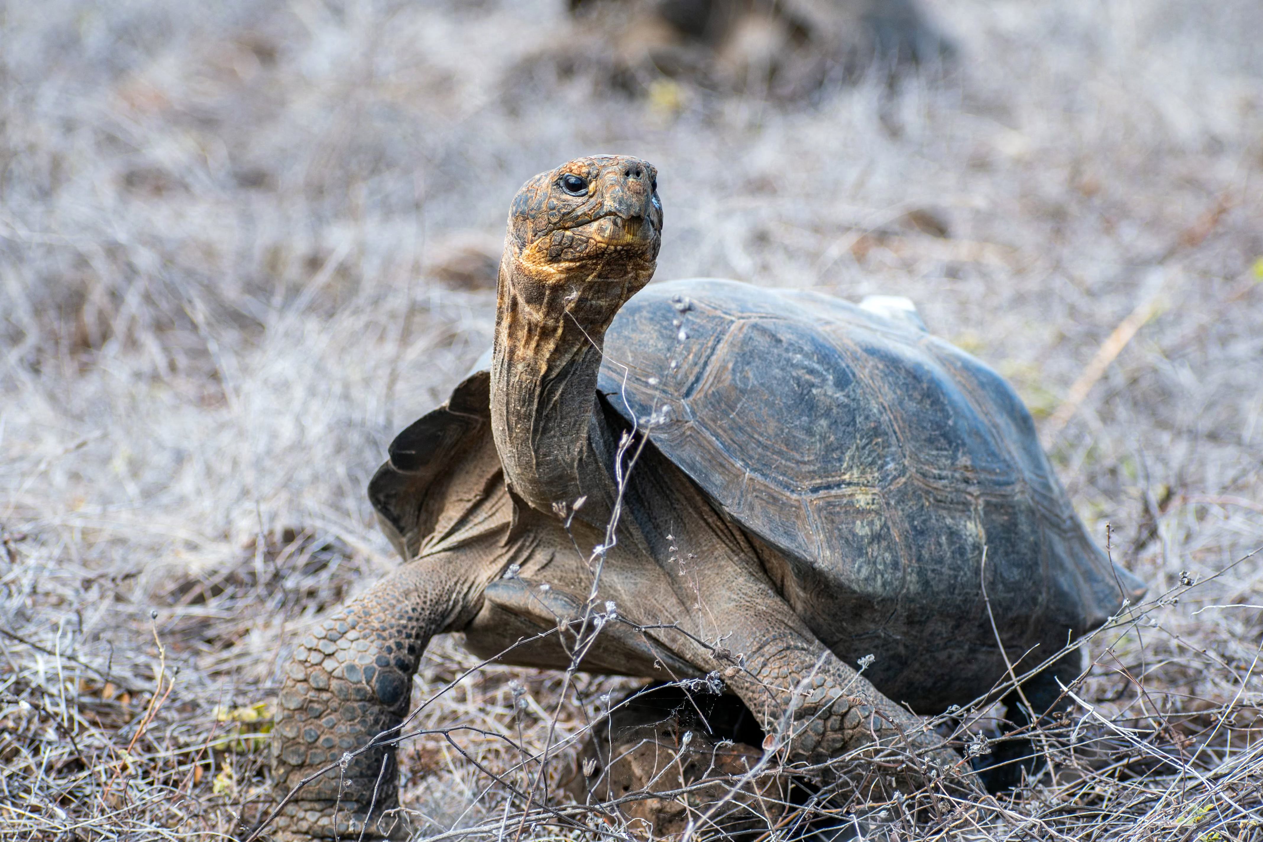 Las 158 tortugas liberadas provienen del Centro de Crianza Fausto Llerena en la isla Santa Cruz, donde se desarrolló un programa especializado con individuos de alta carga genética.