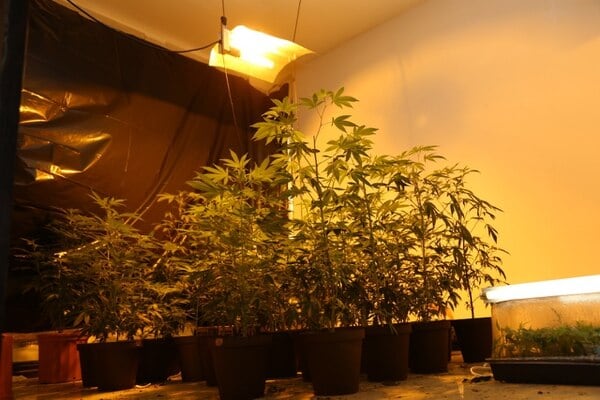 En Belén, Heredia, así como en otras casas allanadas, la PCD encontró marihuana hidropónica. Foto: Archivo, MSP.