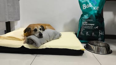 Rescate de perrita que habría sido abusada enciende alertas en Aserrí