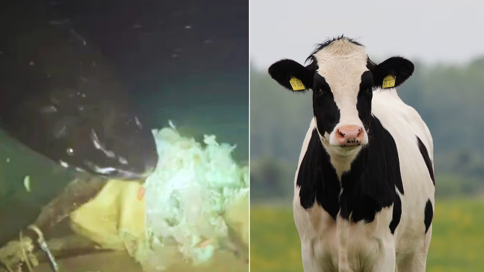 Ocho tiburones hembras sorprendieron a científicos chinos al llegar al cadáver de una vaca lanzada al mar para un experimento.