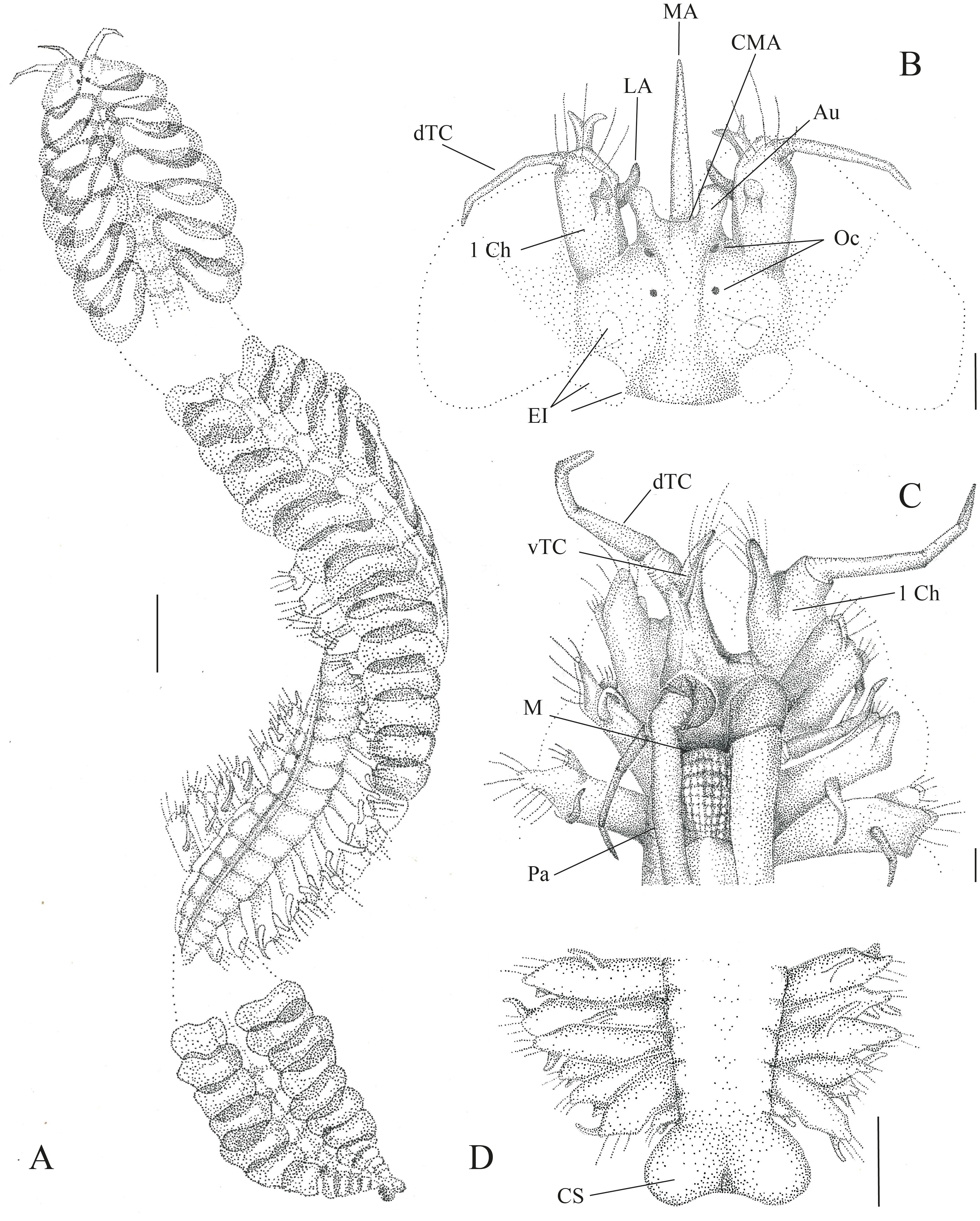 La ilustración científica muestra la forma general de Sthenelais onca, su cabeza, cola, apéndices de movimiento, cerdas y escamas dorsales. Estas estructuras fueron observadas con microscopio por su pequeño tamaño. La especie puede medir entre 5 y 11 centímetros, por lo que está entre las más grandes de su grupo.