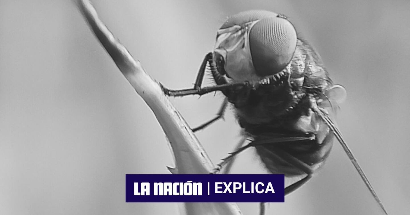 Gusano barrenador: ¿Qué es? ¿Cómo se transmite? ¿Cómo afecta a los humanos? | La Nación