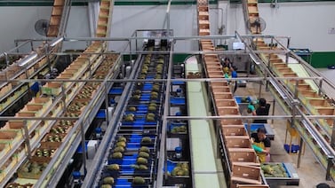 Fresh Del Monte abre nueva planta en Costa Rica: Inversión de $9 millones en la Región Brunca