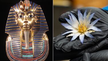 Egiptólogos se equivocaron por décadas: así se usaba el loto azul de Tutankamón