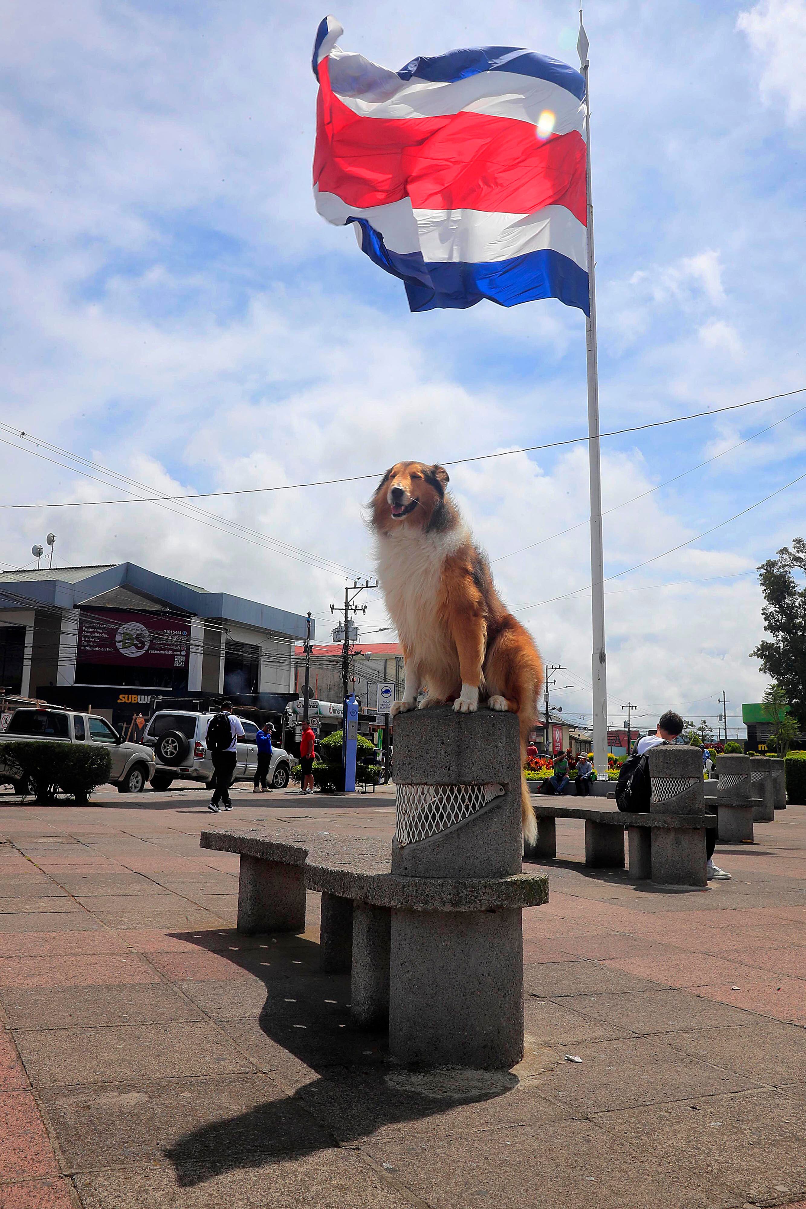 18/09/2023 Cartago. Theo es un perro de la raza collie de pelo largo, dócil y amigable, entrenado para subirse en mojones, ventanas y maceteras y quedarse ahí tan quieto como para posar con niños y adultos, e incluso dejarse acariciar por cualquier persona, como lo demostró este viernes al frente y en los jardines internos de las Ruinas de Santiago Apóstol.