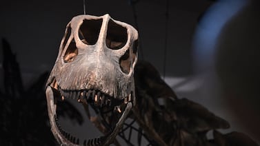 Científicos identifican nueva especie de dinosaurio gigante en Tailandia: sería el mayor del sudeste asiático