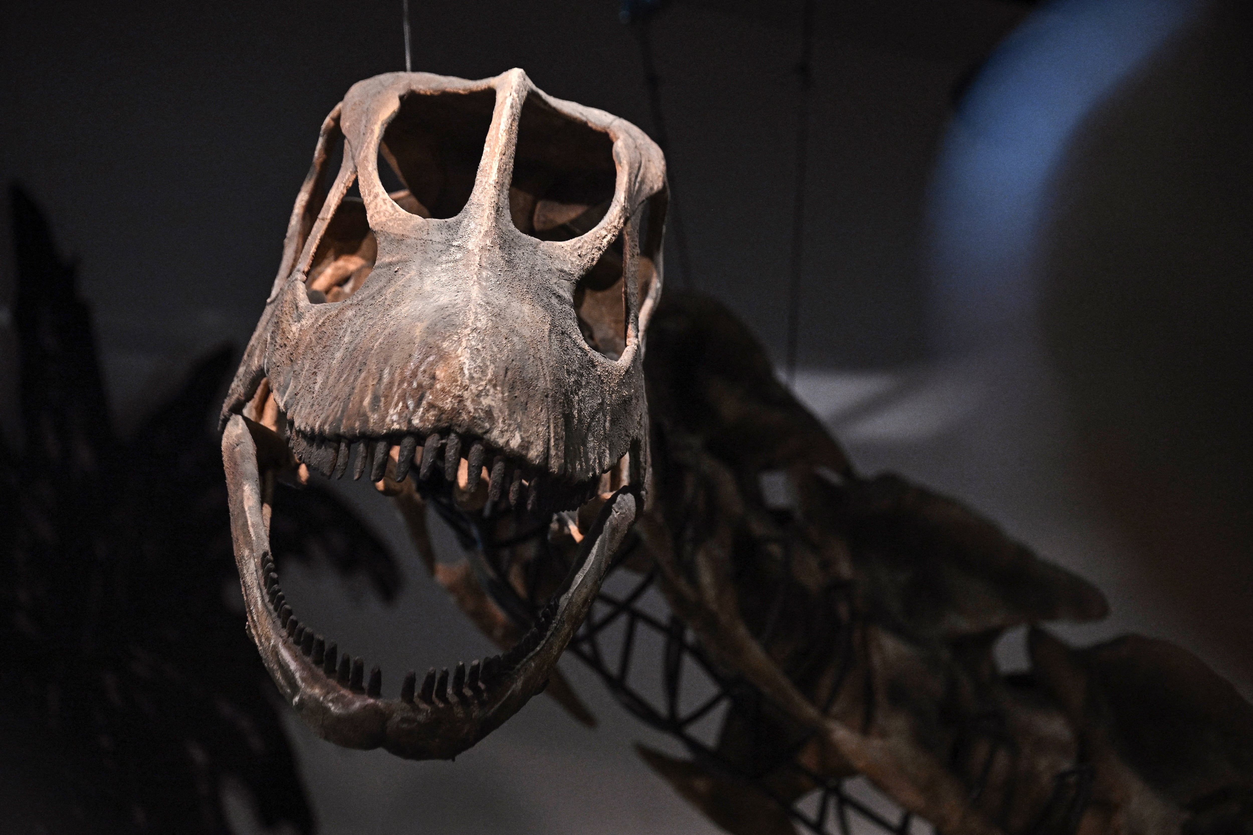 Un esqueleto modelo de Nagatitan chaiyaphumensis, el dinosaurio más grande de Tailandia, aparece en exhibición en el Museo Thainosaur de Bangkok el 15 de mayo de 2026. Científicos identificaron un nuevo dinosaurio gigante a partir de restos descubiertos en Tailandia. Se estima que la criatura pesaba tanto como nueve elefantes adultos. (Foto de Lillian SUWANRUMPHA / AFP)