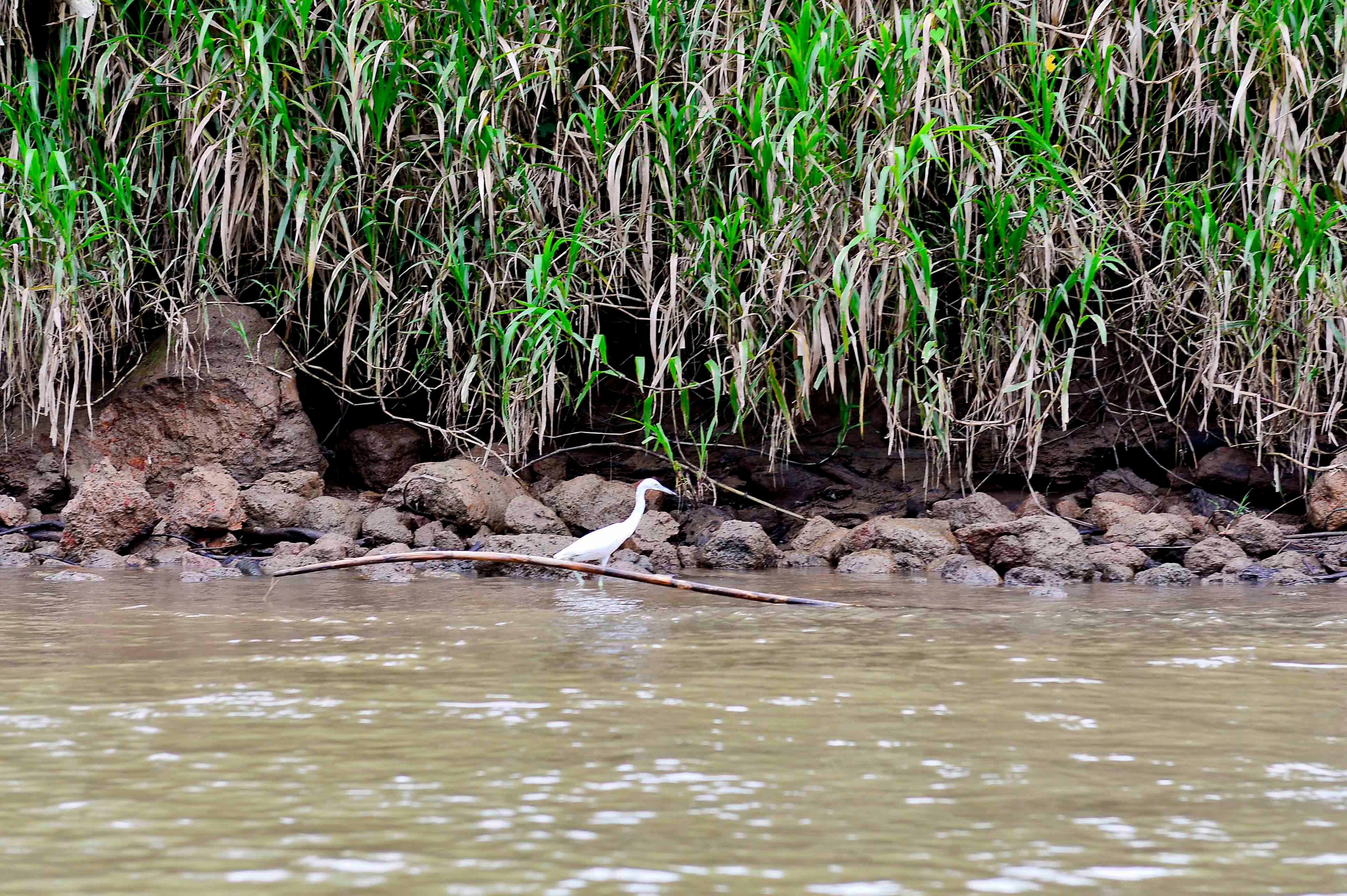 El Parque Nacional Tortuguero registró la cifra récord de 186 especies de aves. Foto: cortesía del ICT.