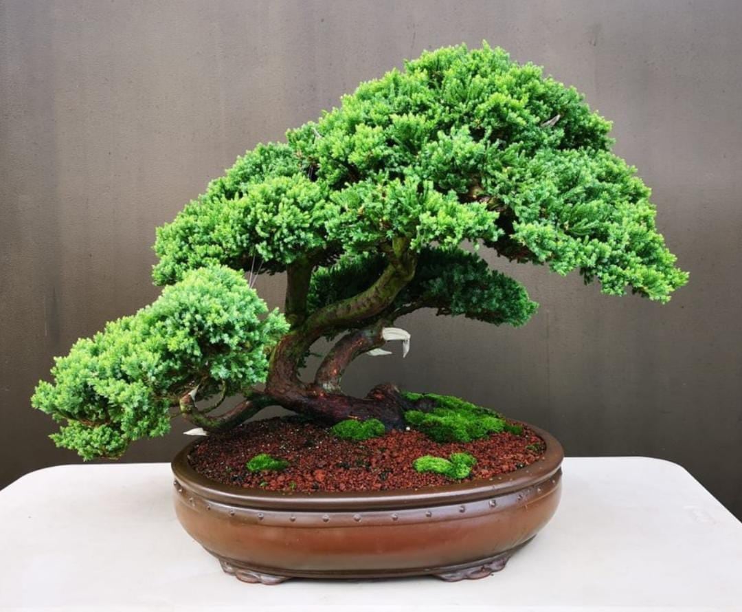 El arte del bonsái en Costa Rica