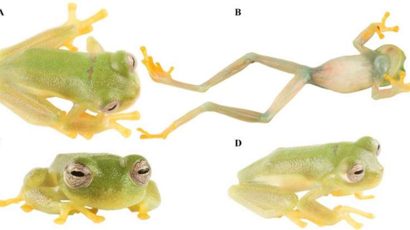 Hallan en Ecuador una rana de vidrio desconocida y la nombran por Neisi Dajomes en una región con más del 85% de especies nuevas.