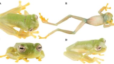 Nueva especie de rana lleva el nombre de campeona olímpica y sorprende a científicos en Ecuador