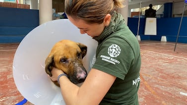 Ticos ayudaron a salvar animales afectados por incendios en Chile