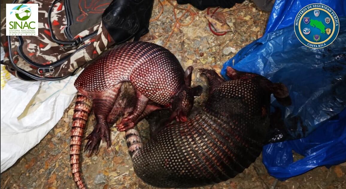 Estos armadillos son parte de lo decomisada en el primer megaoperativo ambiental. Foto: Cortesía MSP.