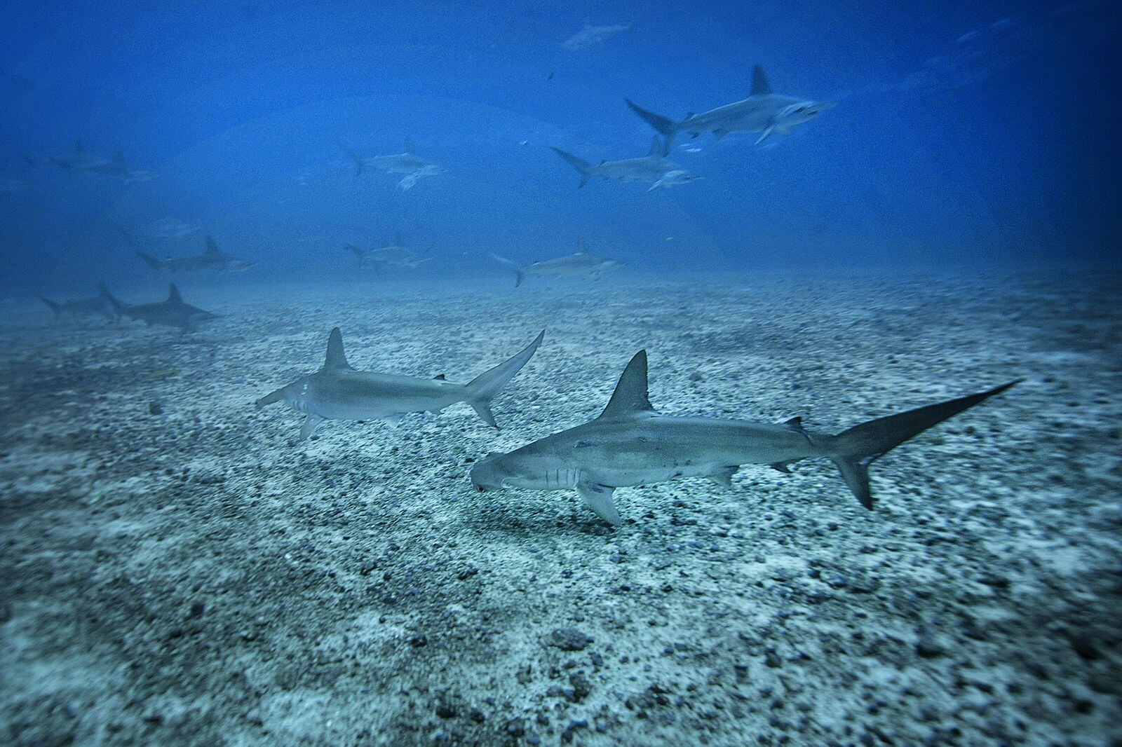En casi el 95% de los casos, las mordeduras de tiburones son involuntarias, fruto de la falta de visibilidad y la mala suerte. FOTO: John Durán