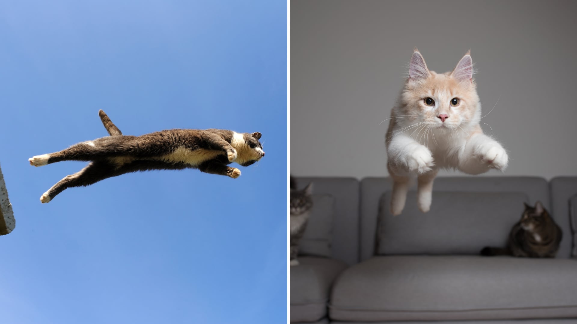 Un estudio científico muestra que la columna torácica flexible y la región lumbar rígida ayudan a los gatos a girar en el aire y aterrizar de pie.