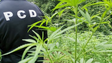 Tres hombres descontarán prisión preventiva por cultivo de 236 plantas de marihuana en Cartago