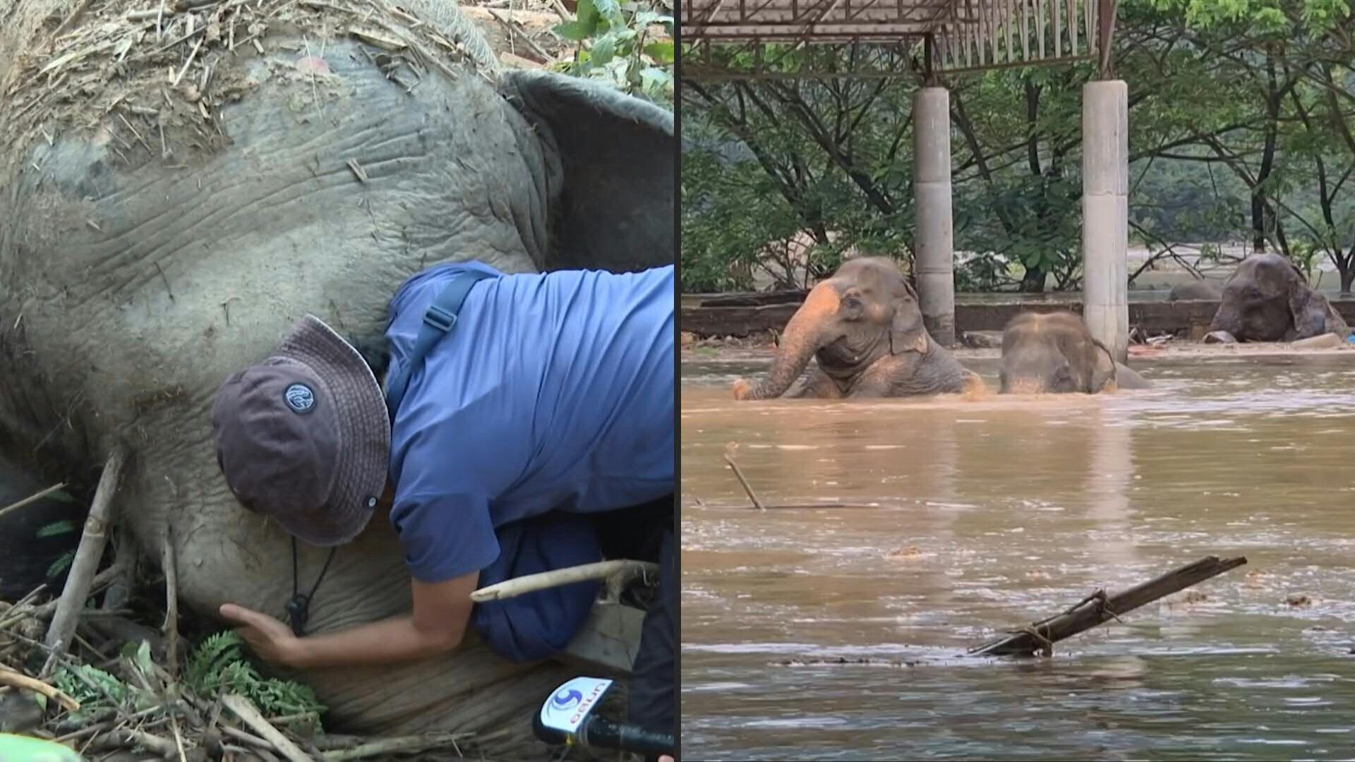 Dos elefantes murieron ahogados en una inundación en Chiang Mai. Las lluvias y el tifón Yagi agravan la crisis.