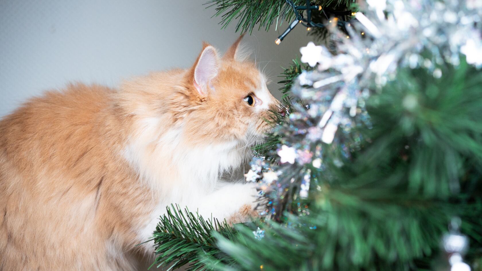 Un experto compartió un truco casero y consejos clave para evitar que su gato dañe el árbol de Navidad y se lastime.