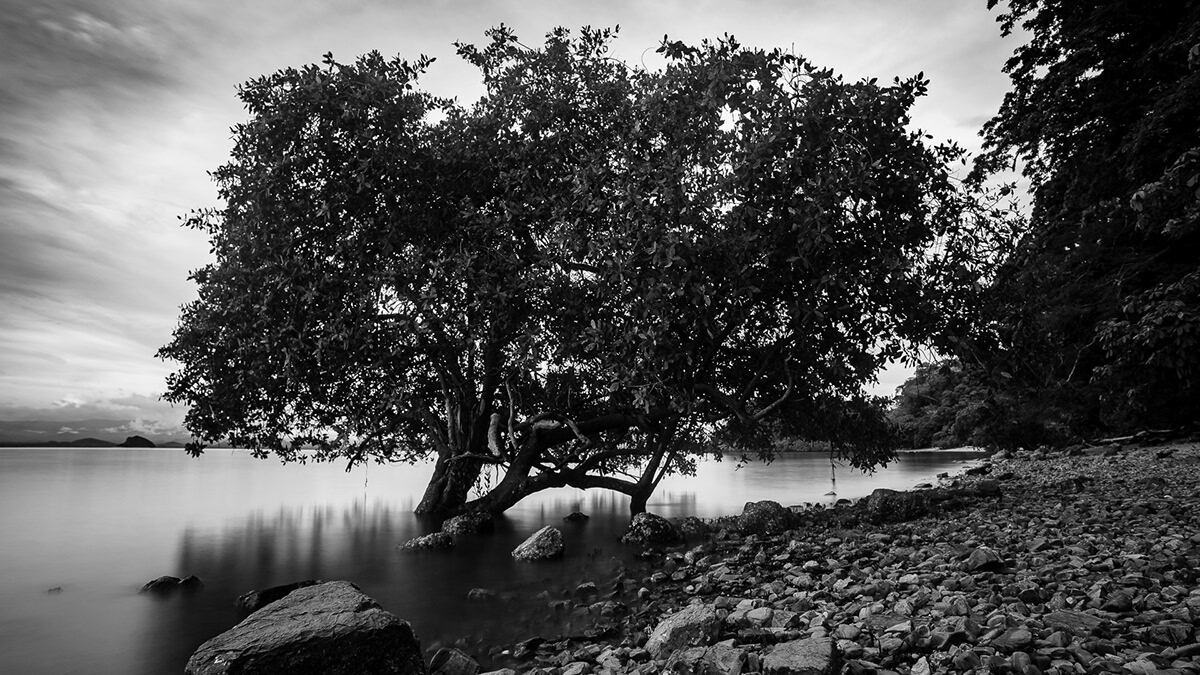 Mangles en una fotografía de JP Monge.