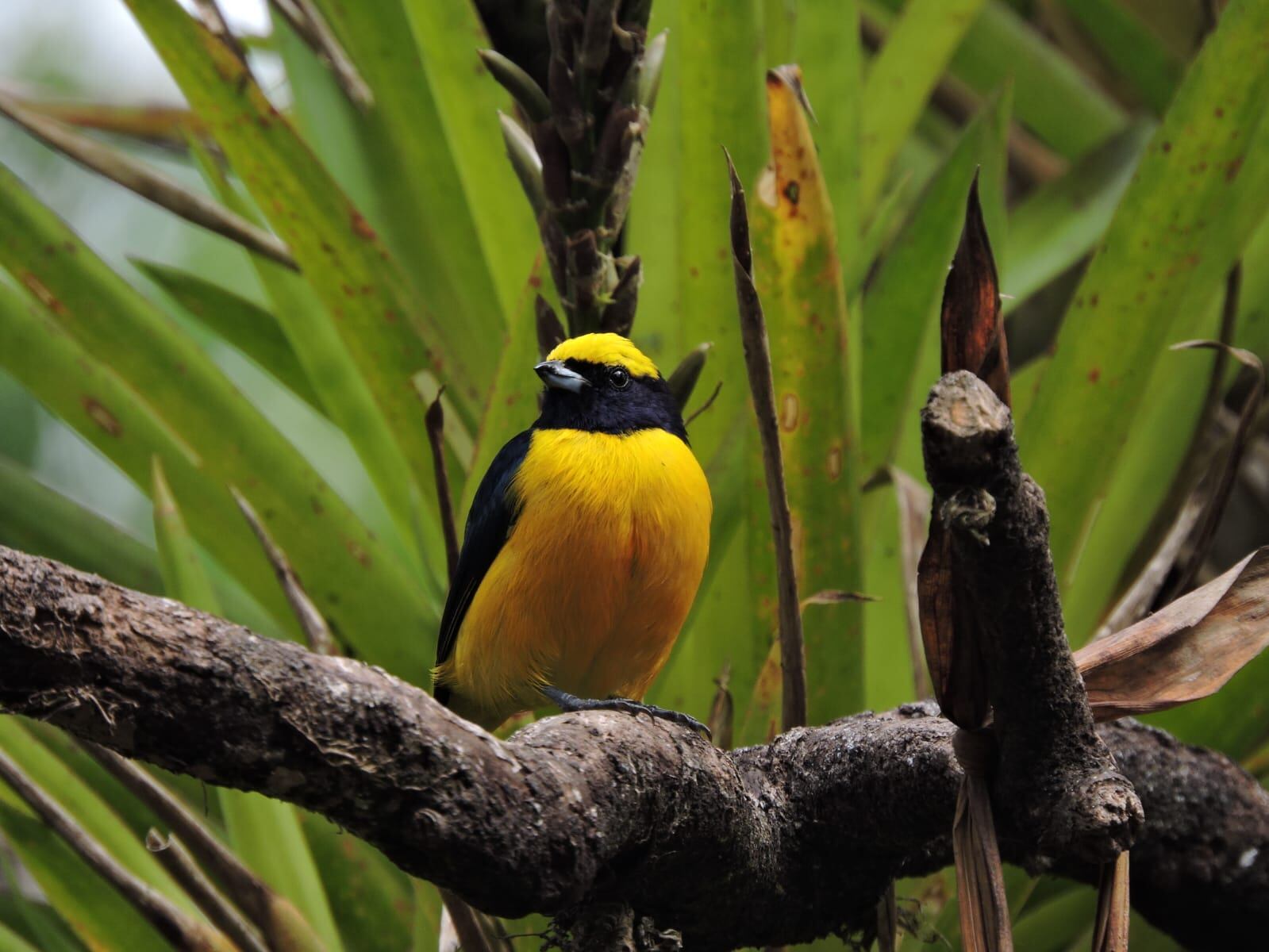 Monjito
Foto: Alejandro Quesada