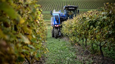 Producción mundial de vino se recuperará ligeramente en 2025, pero sigue en niveles bajos