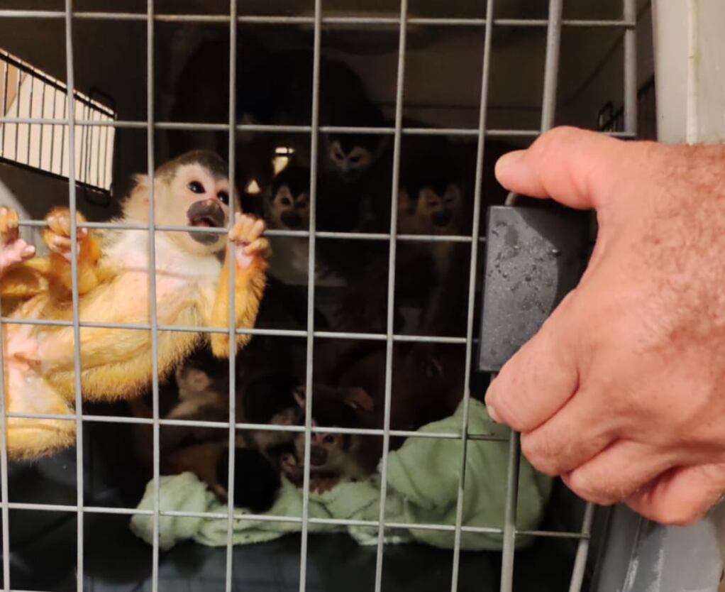 Monos ardilla rescatados