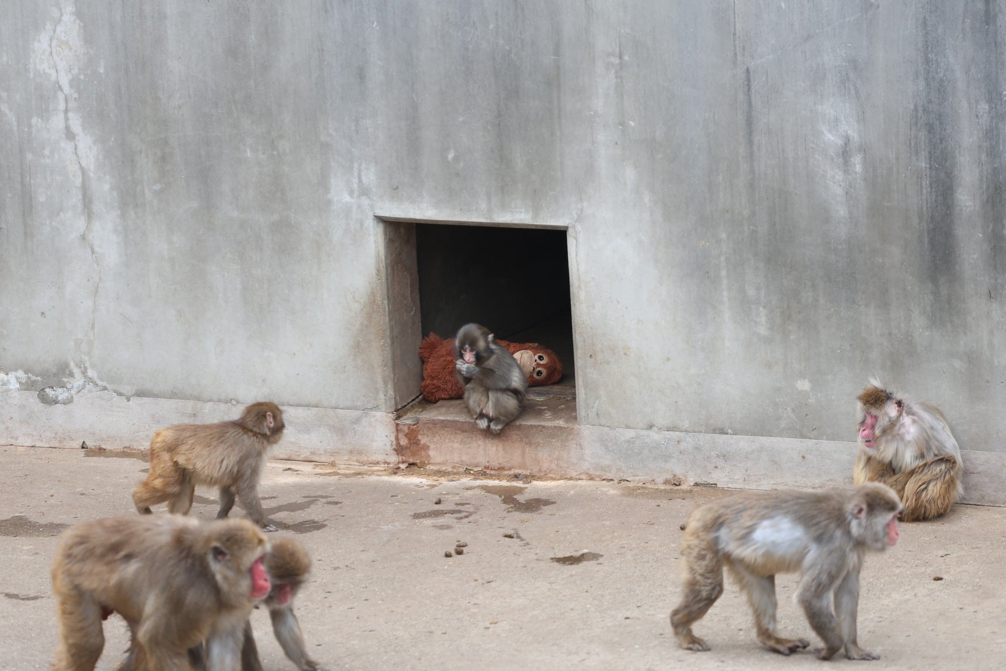 La cría que conmovió redes por aferrarse a un peluche ya forma parte de su grupo en un zoológico japonés.