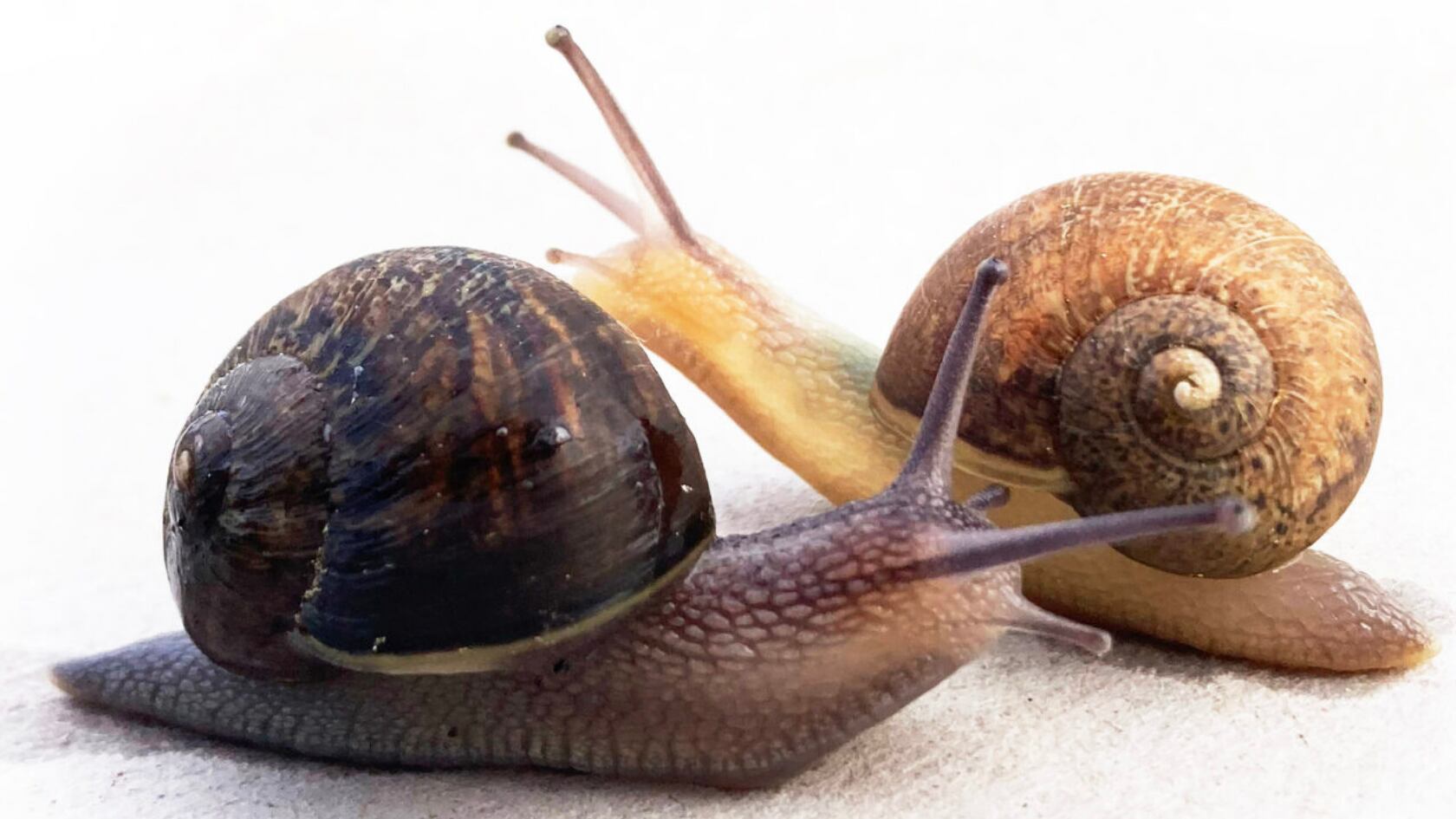Un caracol único moviliza campaña nacional en Nueva Zelanda para encontrarle pareja compatible. Su concha gira al lado contrario.