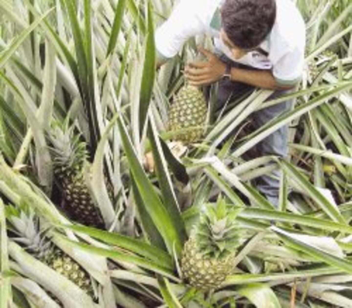 11.000 hectáreas sembradas de piña en zona norte del país | La Nación