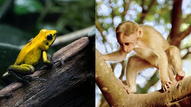 Conflicto armado en Colombia empuja a 44 especies animales hacia una extinción inminente