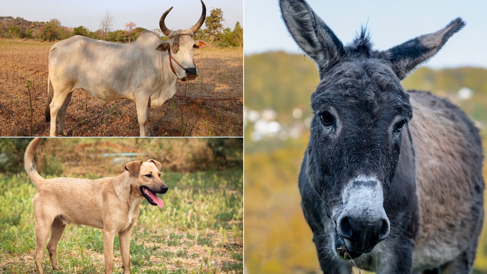 Un buey, un perro y un burro