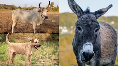 El zaguate, el burro y el buey que terminaron haciendo patria en 1856