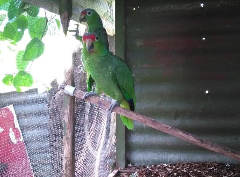 Estas son las dos loras copete rojo decomisadas en una vivienda en Jiménez de Pococí, en marzo pasado.