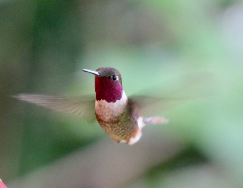 El colibrí magenta (Philodice bryantae) es un ave endémica de Costa Rica y Panamá, solo ahí se ve.
Fotografía: Barbara Blevins.