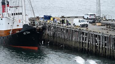 Islandia ordena la expulsión de 21 activistas contra la caza de ballenas