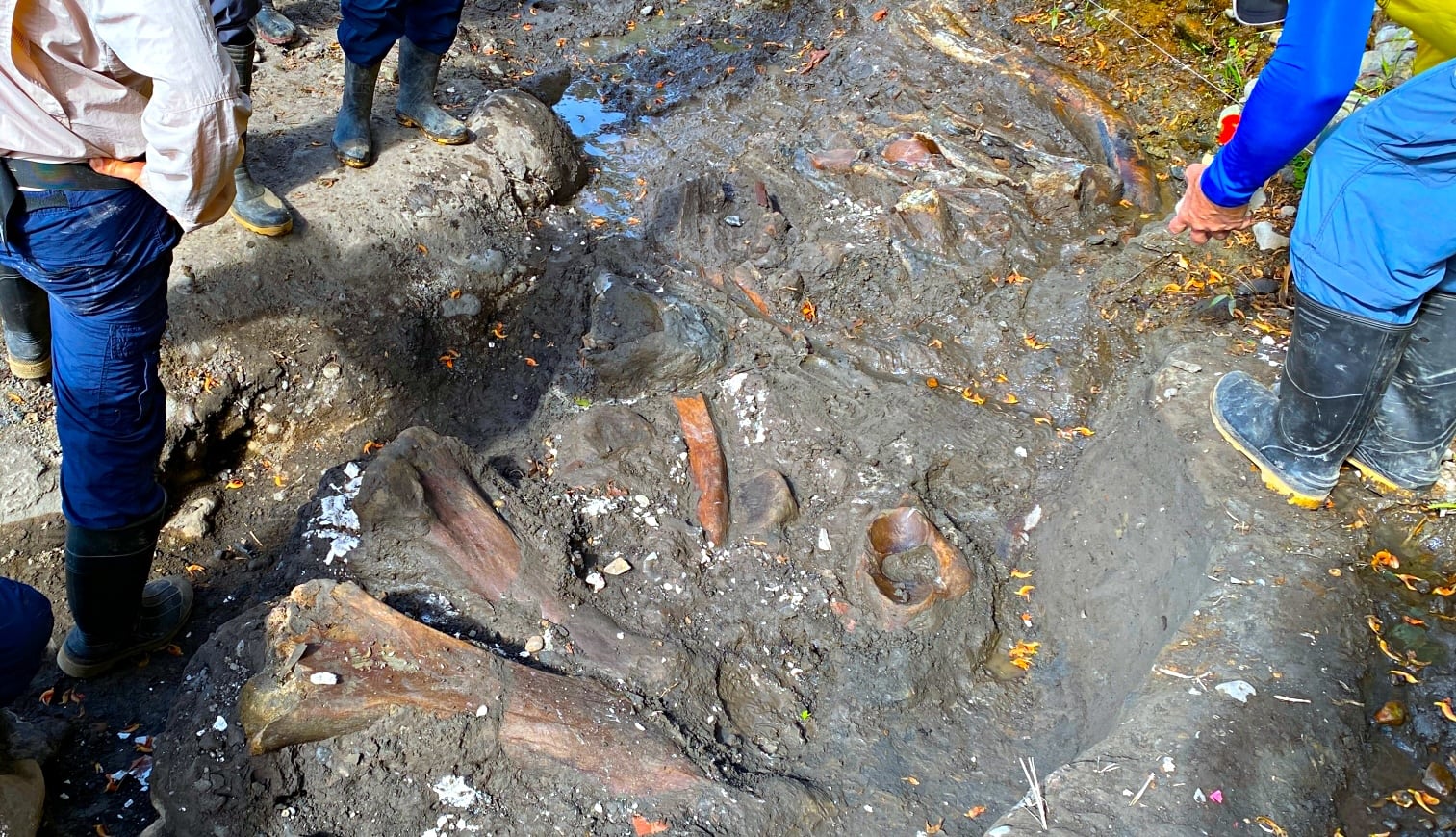 Parte de los restos óseos recuperados en el sitio, donde coinciden dos mundos: el Cuvieronius (ancestro del mastodonte, venido del Norte). La presencia de ambos en el mismo estrato confirma que Cartago ofrecía la vegetación necesaria para sostener a estos gigantes de cinco toneladas simultáneamente.