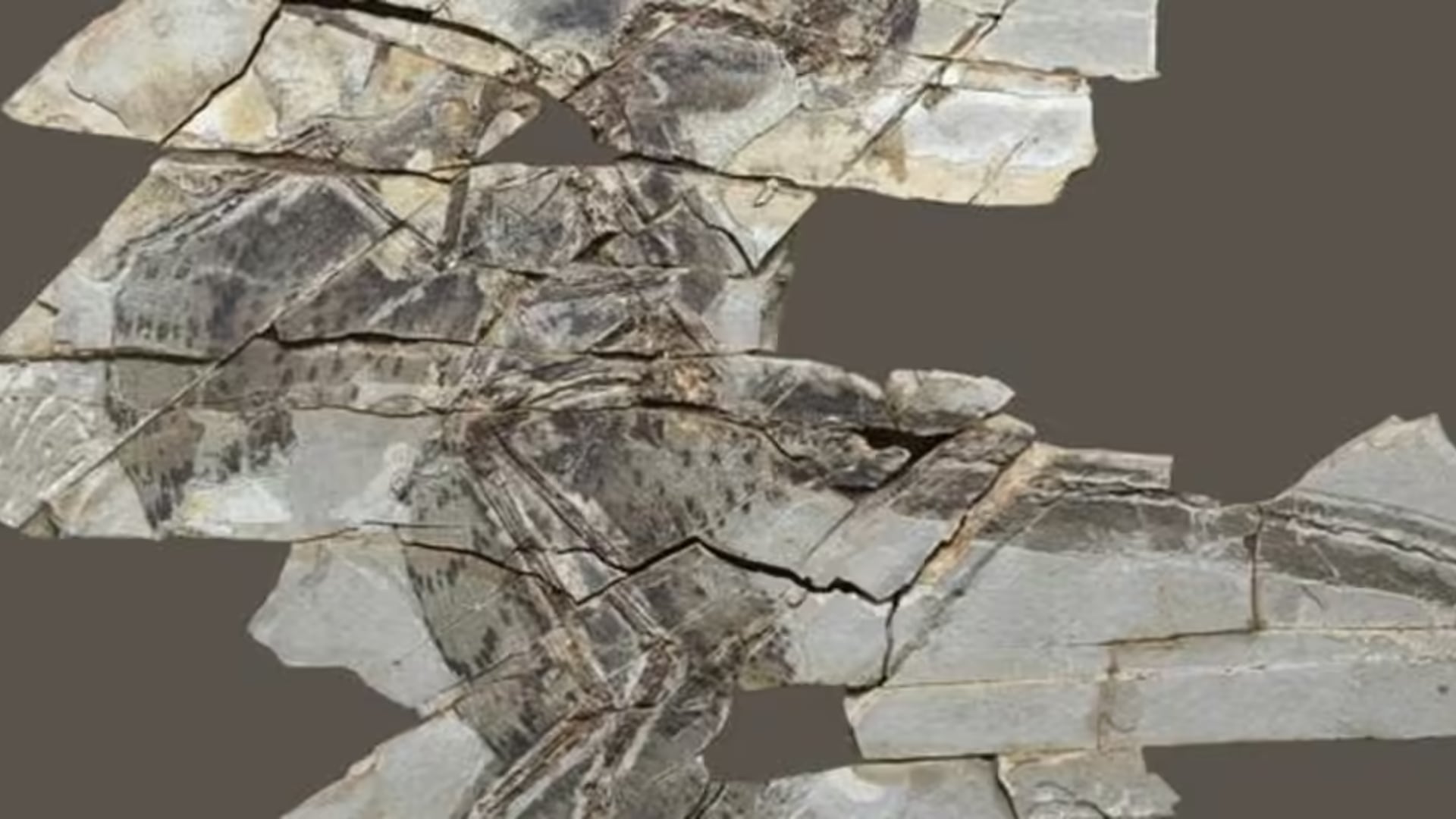 El análisis de plumas fósiles reveló que Anchiornis perdió su capacidad de volar y amplió el entendimiento sobre la evolución del vuelo en los dinosaurios.