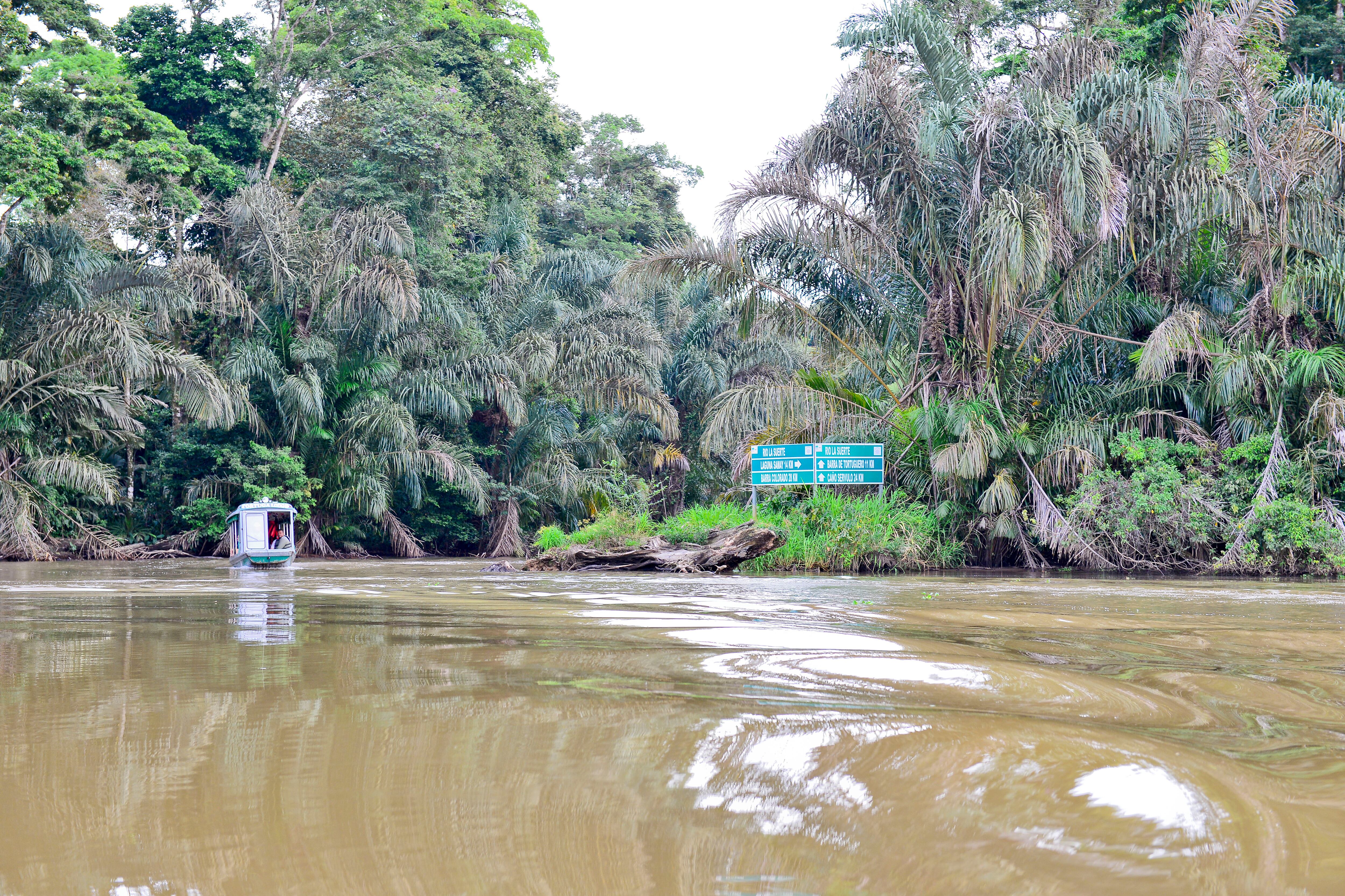 El Parque Nacional Tortuguero registró la cifra récord de 186 especies de aves. Foto: cortesía del ICT.