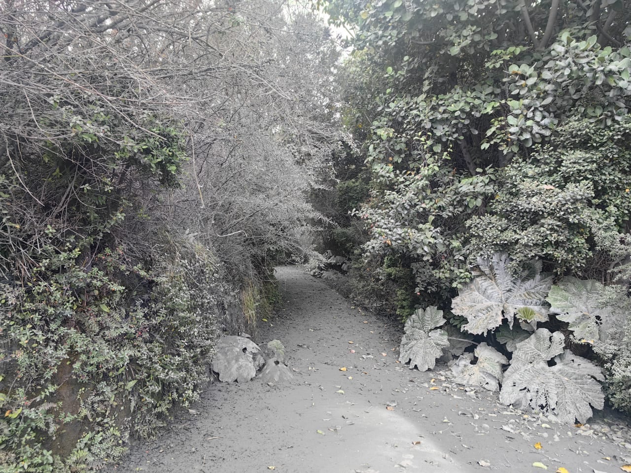 La ceniza por erupciones del Volcán Poás recubren la flora de los alrededores.