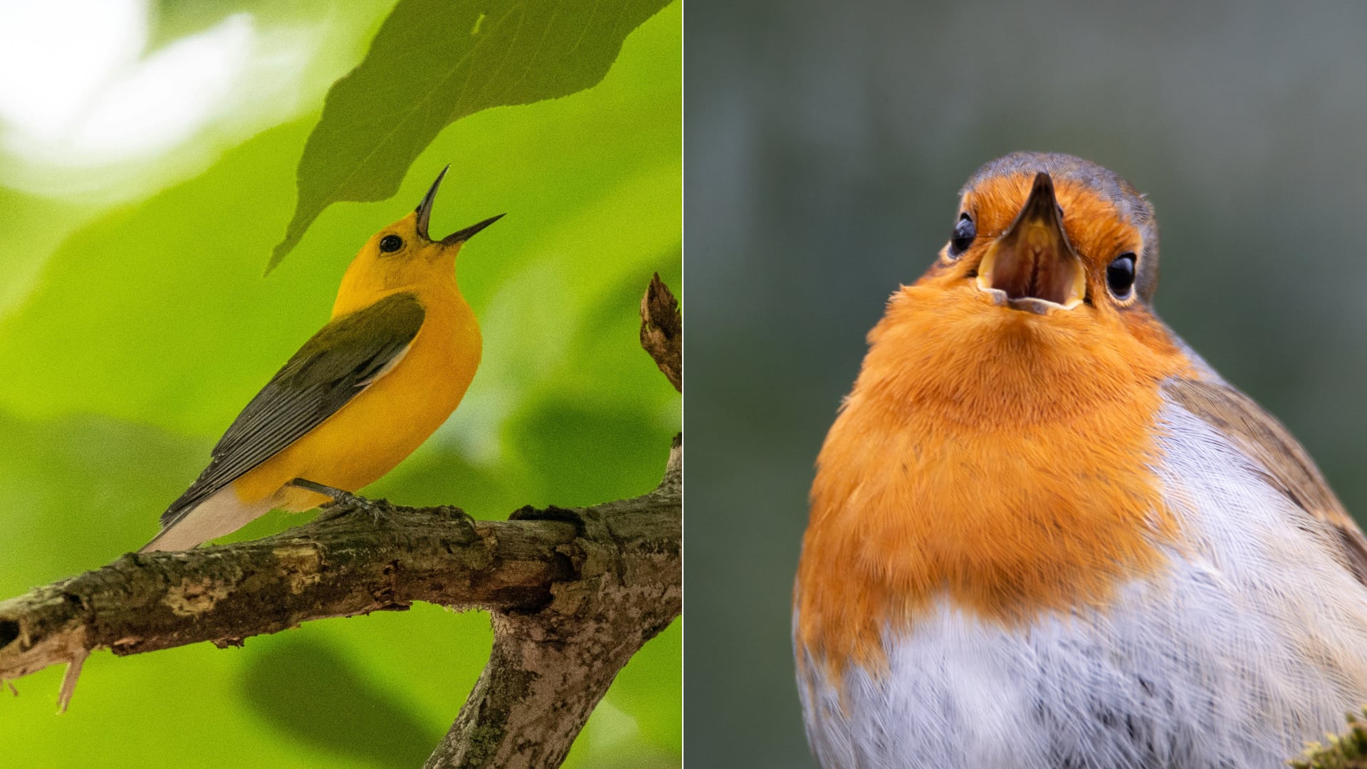 Aves hembras cantan más cuando tienen apoyo en la crianza, según estudio que analiza 1.041 especies y su evolución social.